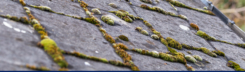 Green Moss and Algae on Slate Roof Tiles